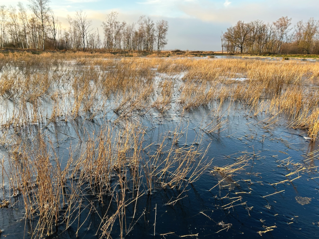 Eine Sumpfszene mit Schilf im Vordergrund, Bäumen im Hintergrund, stilles Wasser und ein bewölkter Himmel, mit Text am unteren Bildrand.