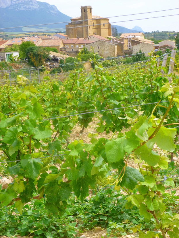 Ein Weinberg mit grünen Pflanzen im Vordergrund, einem Zaun in der Mitte, Gebäuden und Bäumen im Hintergrund und Bergen unter einem klaren blauen Himmel.