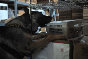Polizeihund liegt auf einem Stapel Kisten in einem Lager, umgeben von Kartonagen auf Regalen.