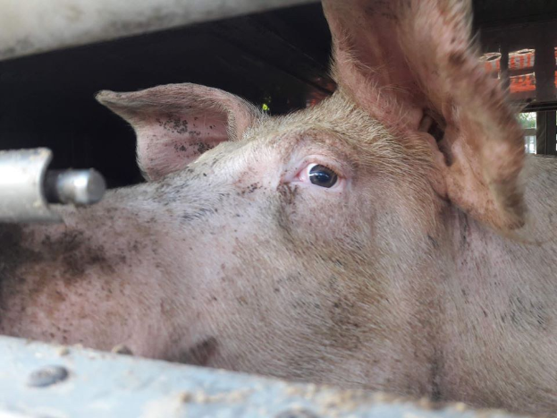 Ein Schwein schaut aus dem Fenster eines Lastwagens, mit einem metallischen Objekt im Vordergrund und Bäumen im Hintergrund, das öffnungsbedürftig erscheint.