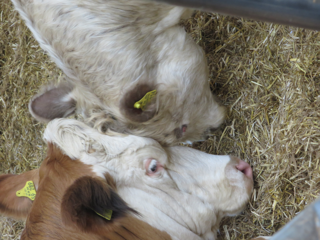 Zwei weiße und braune Kühe liegen übereinander in einem Heuhaufen, jede mit gelben Ohrmarken, mit einem Metallobjekt oben rechts.