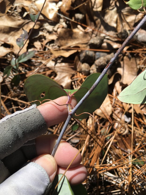 Eine Person in Handschuhen hält einen Gifteschenkel, dessen dunkle grüne Blätter und gelblich-braune Rinde sichtbar sind, mit trockenen Blättern auf dem Boden dahinter.