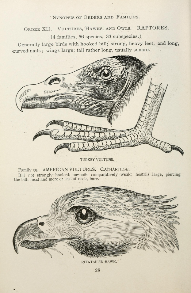 Ein Buchumschlag mit einem Adler mit gespreizten Flügeln und offenem Schnabel und einem Raubvogel mit ausgestreckten Klauen, mit der Aufschrift "Adler" darauf.