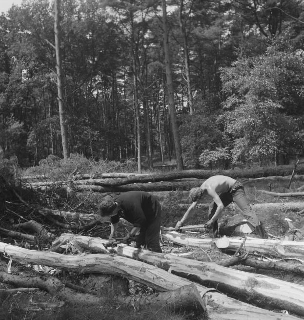 Zwei Männer in Schwarz-Weiß bei der Arbeit an einem umgestürzten Baum in einem waldigen Gebiet unter einem klaren Himmel.