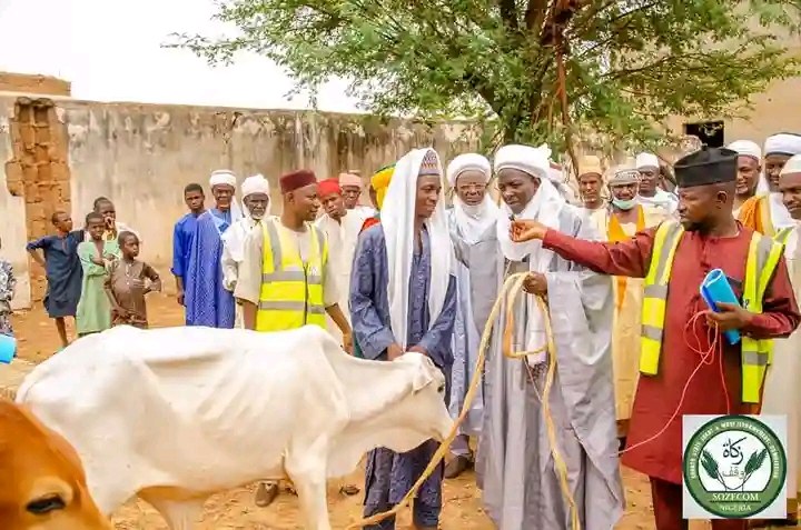 Eine Gruppe von Menschen um ein weißes Rindfleisch herum, mit einem Mann, der eine Leine hält, vor einer Wand, einem Baum und einem klaren blauen Himmel.