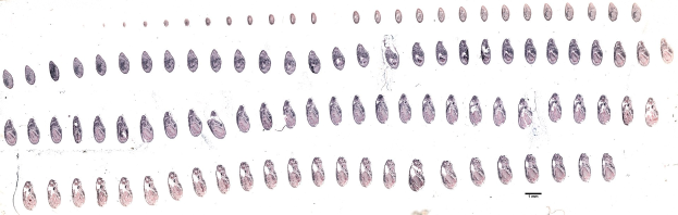 Schwarzes und weißes Diagramm, das eine symmetrische Linie von Kreisen auf einem weißen Hintergrund zeigt, die die Entwicklungsstadien des menschlichen Genoms darstellen.