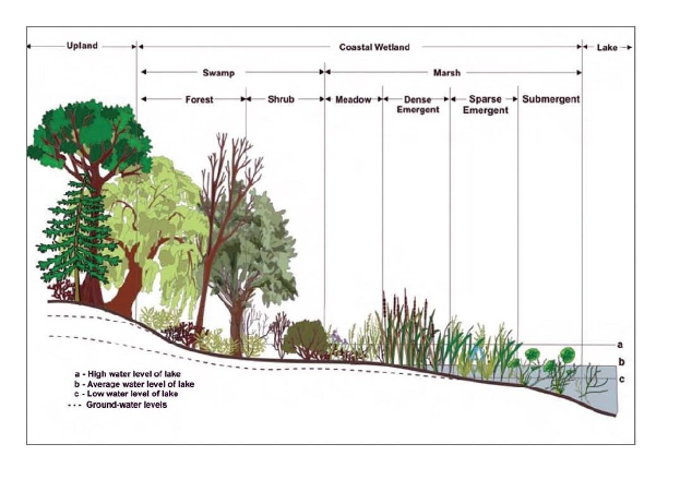 Diagramm eines Waldes mit verschiedenen Wasserständen in Bäumen und Pflanzen sowie begleitendem erklärendem Text.