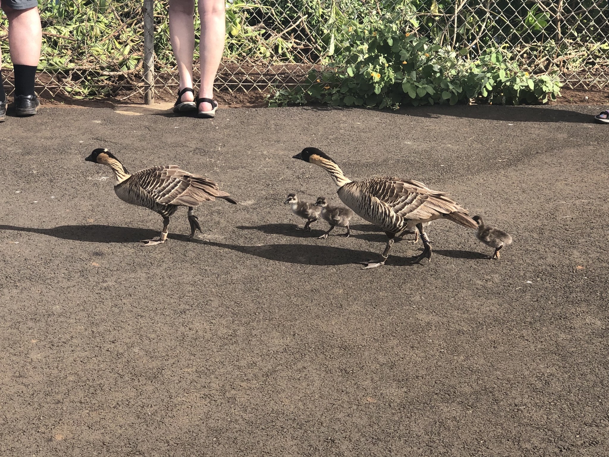 Familie von vier Gänsen, die öffentlich auf einer Straße neben einem Zaun gehen, mit zwei erwachsenen Gänsen in Sandalen und zwei Gänsen, die ihnen eng folgen, umgeben von Pflanzen und Zäunung.