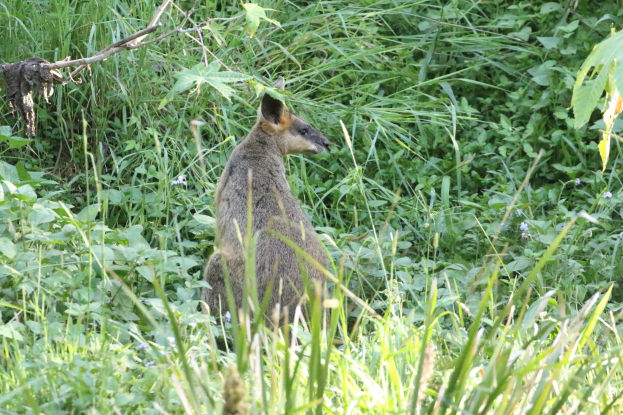 Ein Wallaby mit braun-schwarzem Fell steht wachsam im Gras neben Pflanzen, seine Ohren sind gespitzt.