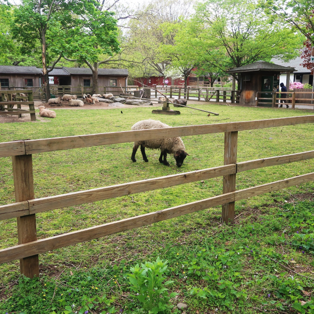 Ein Schaf, das auf einer eingezäunten Fläche mit einem Holzzaun grast, umgeben von grünem Gras und Pflanzen, mit Häusern, Bäumen und einem blauen Himmel im Hintergrund.
