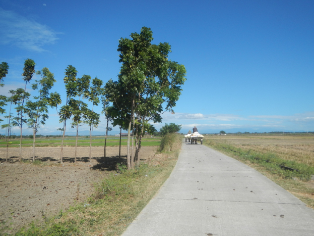 Eine Person fährt einen Karren auf einem Schotterweg neben einem grünen Feld mit verstreuten Bäumen unter einem teilweise bewölkten Himmel.