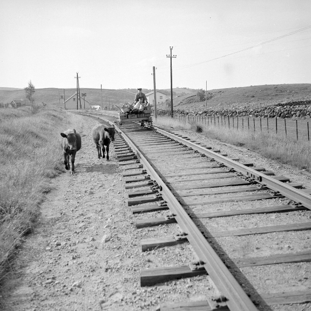 Schwarzes und weißes Foto von zwei Kühen, die auf den Eisenbahnschienen laufen, mit einer Person, die auf einem Fahrzeug im Vordergrund sitzt, Gras und einem Zaun auf beiden Seiten der Schienen und Häusern, Bäumen, Pfählen und Himmel im Hintergrund.