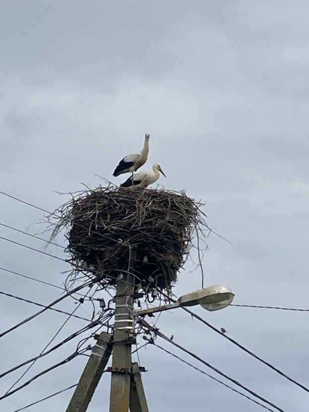 Zwei Weißstörche auf einem Nest auf einem Strommast sitzend, mit einer Straßenlaterne, die die Szene beleuchtet und Drähte, die entlang des Mastes verlaufen.
